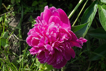 pink peony flower in the garden closeup