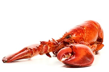 gekochter kanadischer Hummer isoliert auf weißem Hintergrund	