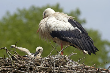 Cigogne blanche, adulte, jeune, Ciconia ciconia