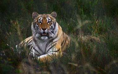Obraz premium tigre