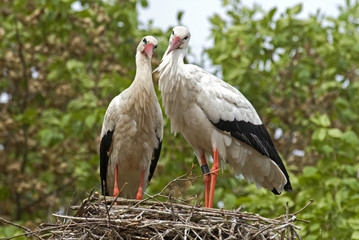 Cigogne blanche, Ciconia ciconia