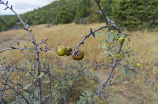 The fruits of wild pear. Crimea.