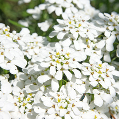 Schleifenblume - Iberis