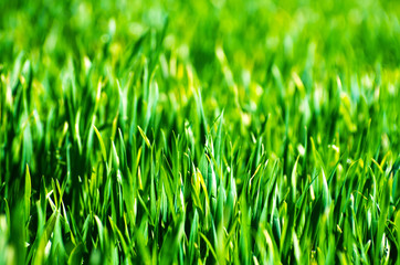Field of grass