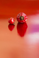 Dried hips of wild rose on red background