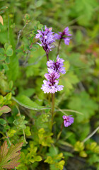 The blossoming crowfoot  (Orchis maculata L.)