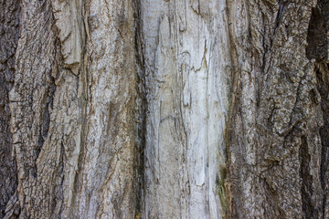 wood texture