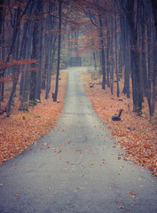 Asphalt alley in the autumn park covered with brown leaves