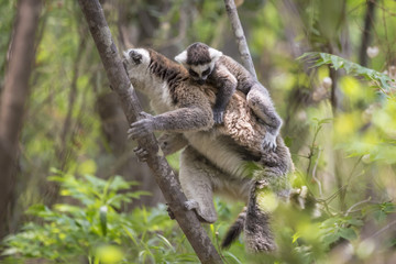 Lemur family with baby on the back in Reserve d'Anja, Madagascar.
