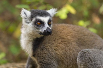Ring tailed lemur close up portrait in Madagascar