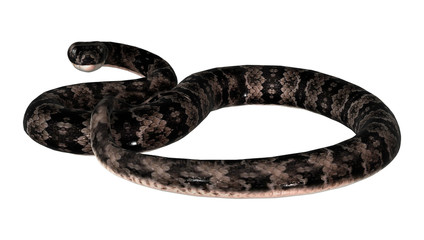 Cottonmouth Snake on White