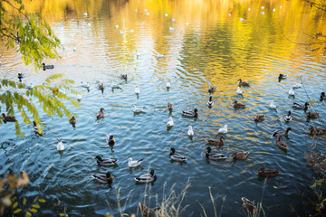 Ducks and a drake swim on water in a lake, autumn
