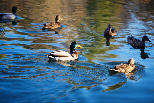 Mated pair of Mallards in beautiful water, with reflections