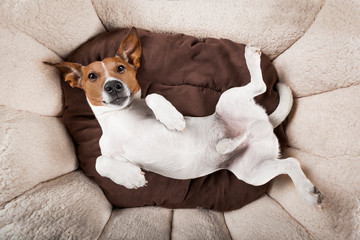 dog sleeping or resting