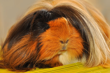 furry guinea pig
