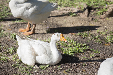 Goose sit in the sunshine.