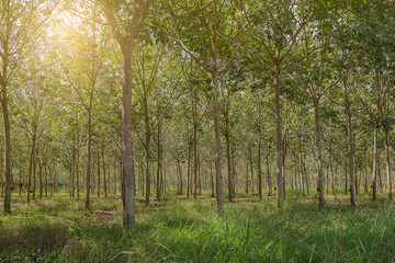 Obraz premium rubber tree plantation