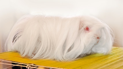furry white guinea pig