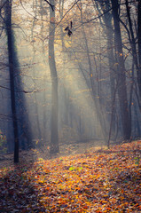 Fototapeta na wymiar Sunbeams pour into the autumn forest