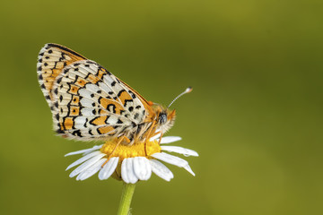 Kelebek