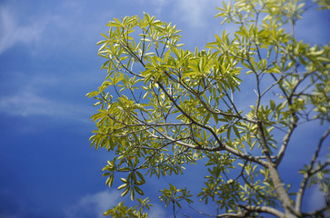 tree with blue sky. Bottom view.blur around.