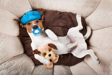dog sleeping or resting the hangover and headache