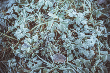 Frozen grass and leaves covered with hoarfrost