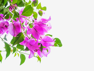 Pink Bougainvillea flower isolated