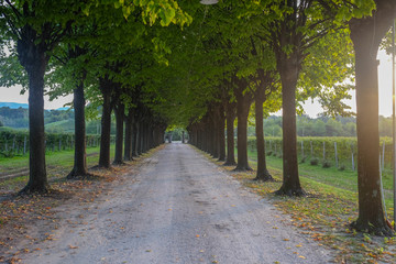 Road running through tree alley