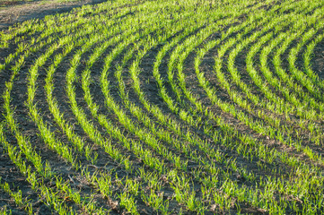 Young wheat in the field