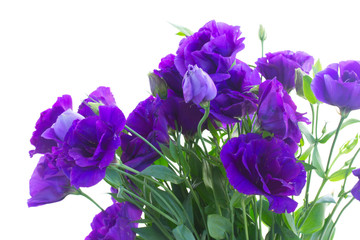 bouquet  of  violet eustoma flowers
