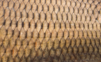 Fish scales texture © Nomad_Soul