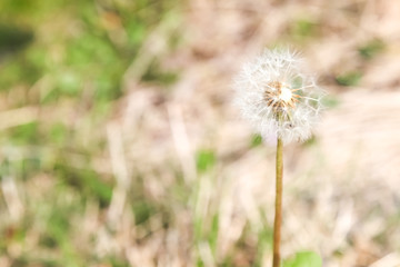 Dandelion, Dandelion flower in spring time,