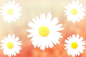 Daisy flower in motion blur, with gradient filter effect © amnat11