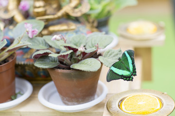 Portrait of live butterfly. 