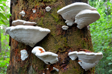 Fototapeta premium White mushrooms with tree