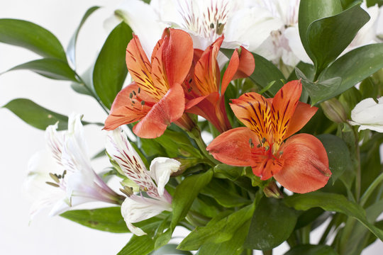 Bouquet of bright alstroemerias on white background