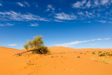green shrub in the Sahara 