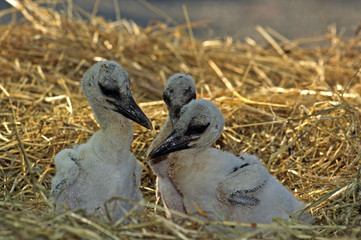Cigogne, jeunes, nid, Ciconia ciconia