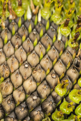 abstract beautiful seed Sunflower