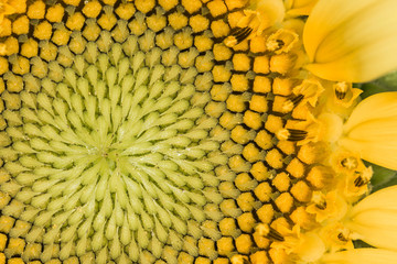 macro yellow sunflower