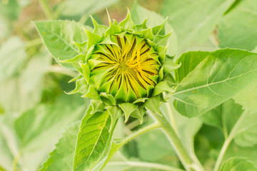 Naklejka premium small Sunflower in garden