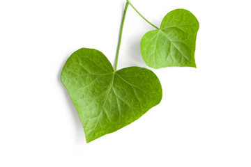 Ivy leaves isolated on white