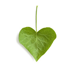 Ivy leaf isolated on white