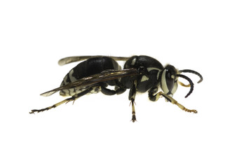 Isolated Bald-faced Hornet