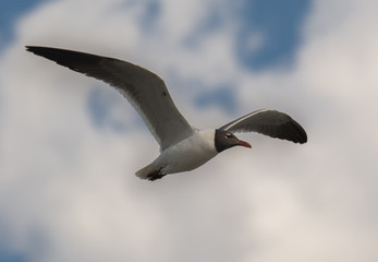 Laughing Gull in Flight