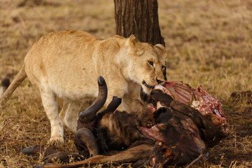 Löwe mit Beute