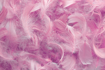 background of pink feathers