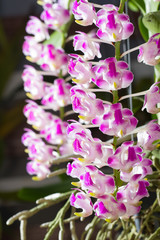 fragrant orchid flowers in the botanic garden