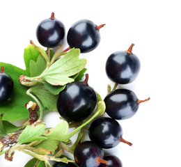Wild black currant with green leaves isolated on white